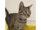 Adopt Bordeaux a Domestic Short Hair
