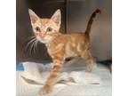 Adopt Vigo a Domestic Short Hair