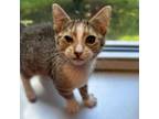 Adopt Ross a Domestic Medium Hair