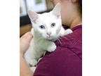 Adopt Blue a Domestic Short Hair
