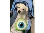 Adopt Mike Wazowski a Husky