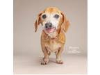 Adopt Peanut a Dachshund