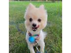 Adopt Mojo a Pomeranian