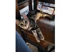 Adopt Kenebec Linnear a Domestic Short Hair