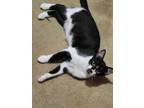 Adopt Sweet Potato Linnear a Domestic Short Hair