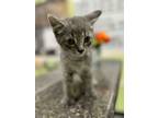 Adopt Cuffs a Domestic Short Hair
