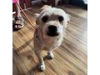Adopt Wubzy a Norfolk Terrier, Mixed Breed