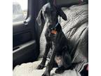 Adopt 30615 Travis a Black Labrador Retriever, Mixed Breed