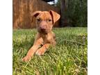Adopt 30563 Jefferson a Mixed Breed