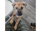 Adopt 30564 Adams a Mixed Breed