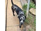 Adopt Channing a Catahoula Leopard Dog