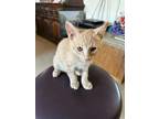 Adopt Charlie (C.C.) a Domestic Short Hair