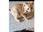 Adopt Attitude (Tudee) a Domestic Short Hair