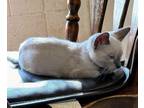Adopt Dooley a Siamese, Domestic Short Hair