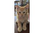 Adopt Ray Ray a Domestic Long Hair