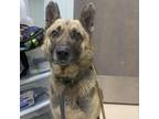 Adopt Cosmo a German Shepherd Dog