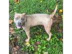 Adopt Scooby a Pit Bull Terrier
