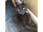 Adopt Oliver a Domestic Short Hair