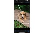 Adopt Roman-Genesis a Australian Cattle Dog / Blue Heeler