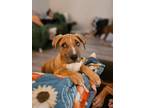 Adopt Ezekiel-Genesis a Australian Cattle Dog / Blue Heeler