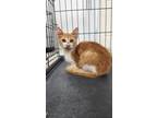 Adopt Teks a Domestic Short Hair