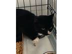 Adopt Church a Domestic Short Hair