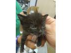 Adopt Rowdy a Domestic Short Hair