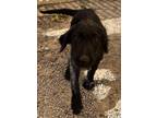 Adopt Beau (Ashes P4) a Poodle, Mixed Breed