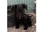 Adopt Milo (Ashes P1) a Poodle, Mixed Breed
