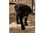 Adopt Murphy (Ashes P3) a Poodle, Mixed Breed