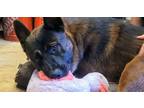 Adopt Henry a German Shepherd Dog