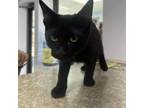 Adopt Syrus a Domestic Short Hair