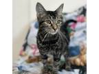 Adopt Kareem a Domestic Short Hair