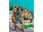 Adopt Waylon a Bullmastiff, Boxer