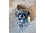 Adopt Kash a Lhasa Apso
