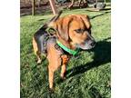 Adopt Norbert a Beagle, Pug