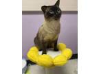 Adopt Hopscotch a Siamese