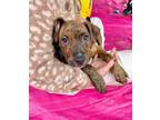 Adopt Bruce a Boxer, Pit Bull Terrier