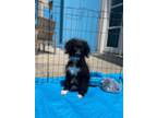 Adopt Soldier Boy a Poodle, Mixed Breed