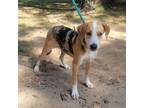 Adopt Butterfinger a Australian Shepherd, Foxhound