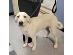 Adopt Falcor a Great Pyrenees, Labrador Retriever