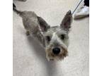Adopt Gandalf a Schnauzer