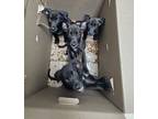 Adopt 305 Litter X 4 a Shepherd, Mixed Breed
