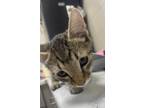 Adopt Trombone a Domestic Short Hair
