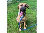 Adopt Boston a Shepherd, Mountain Cur