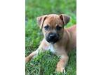 Adopt Mudge a Pug, Beagle