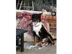 Adopt Koe a Corgi, Border Collie