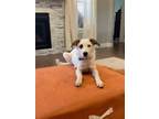 Adopt Kipper a Australian Cattle Dog / Blue Heeler, Border Collie