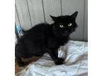 Adopt Valin a Domestic Medium Hair