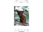 Adopt Tito a Domestic Short Hair